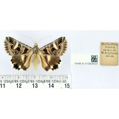 /filer/webapps/moths/media/images/S/sokotrensis_Cerocala_ST_BMNH.jpg