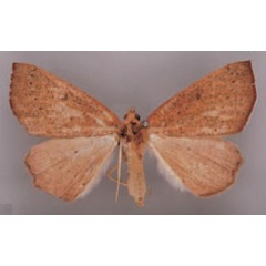 /filer/webapps/moths/media/images/A/anophthalma_Pareclipsis_HT_BMNH.jpg