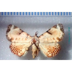 /filer/webapps/moths/media/images/S/sandrangato_Catalana_AF_Bippus.jpg