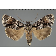 /filer/webapps/moths/media/images/P/paragrapha_Craniophora_A_Fiebig.jpg