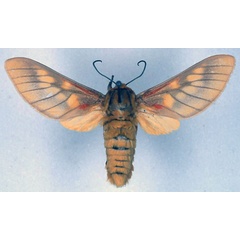 /filer/webapps/moths/media/images/R/rattrayi_Balacra_ST_BMNH_01.jpg