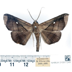 /filer/webapps/moths/media/images/A/apicata_Gorua_AM_BMNH.jpg
