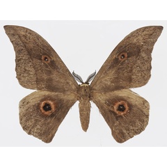 /filer/webapps/moths/media/images/C/christyi_Lobobunaea_AM_Basquin_02.jpg