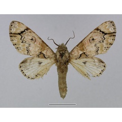 /filer/webapps/moths/media/images/J/juvenis_Thiacidas_AM_Basquin_01.jpg