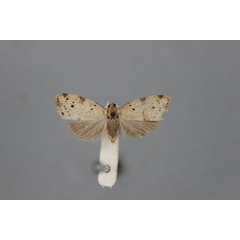 /filer/webapps/moths/media/images/A/atripuncta_Nola_HT_BMNH.jpg