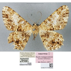 /filer/webapps/moths/media/images/M/madagascariensis_Racotis_PTF_BMNH.jpg
