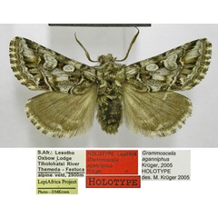 /filer/webapps/moths/media/images/A/aganniphus_Grammoscelis_HT_TMSA.jpg