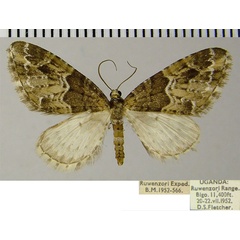 /filer/webapps/moths/media/images/T/tricuspis_Eupithecia_AM_ZSM.jpg
