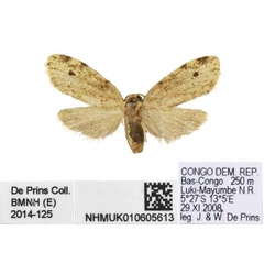 /filer/webapps/moths/media/images/M/mayombe_Siccia_HT_BMNH.jpg
