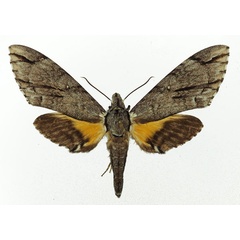 /filer/webapps/moths/media/images/J/jasmini_Panogena_AF_Basquin_01.jpg