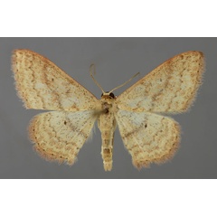 /filer/webapps/moths/media/images/O/oenoloma_Scopula_A_ZSM_01.jpg
