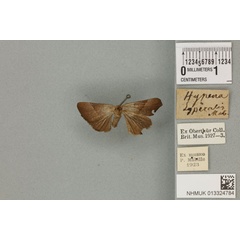 /filer/webapps/moths/media/images/L/lyperalis_Hypena_PLT_BMNH_01a.jpg