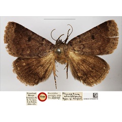 /filer/webapps/moths/media/images/A/atristipata_Plecoptera_HT_BMNH.jpg