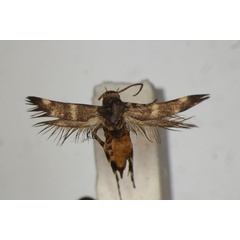 /filer/webapps/moths/media/images/F/fasciata_Eretmocera_HT_BMNH.jpg