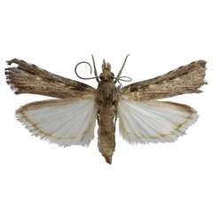 /filer/webapps/moths/media/images/S/similis_Crambicybalomia_AF_BMNH.jpg