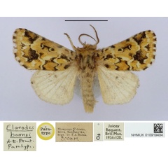 /filer/webapps/moths/media/images/B/barnsi_Elaeodes_PT_BMNH.jpg