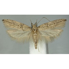 /filer/webapps/moths/media/images/A/agassizi_Scrobipalpa_PTM_BMNH.jpg