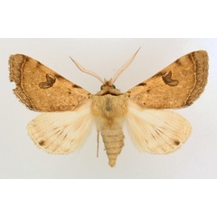 /filer/webapps/moths/media/images/M/marginifera_Ctenusa_AM_TMSA_02.jpg