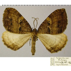 /filer/webapps/moths/media/images/C/corticearia_Mimoclystia_AM_ZSMa.jpg