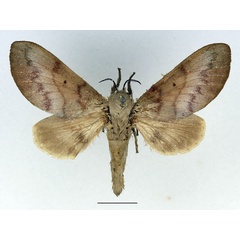 /filer/webapps/moths/media/images/N/nubenda_Acosmetoptera_AF_Basquin_02.jpg