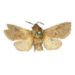 /filer/webapps/moths/media/images/A/abyssinica_Cossus_HT_BMNH.jpg