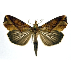 /filer/webapps/moths/media/images/C/commoda_Plusiodonta_A_NHMO.jpg