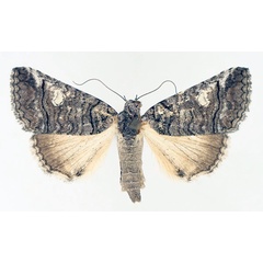 /filer/webapps/moths/media/images/P/phaeocyma_Tytroca_AF_TMSA_02.jpg