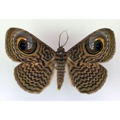 /filer/webapps/moths/media/images/P/pretiosissima_Calliodes_A_RMCA.jpg