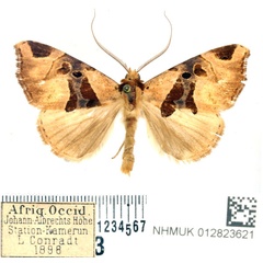 /filer/webapps/moths/media/images/A/angulina_Marcipa_AM_BMNH.jpg
