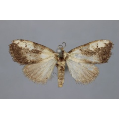 /filer/webapps/moths/media/images/A/angola_Meganola_HT_BMNH.jpg