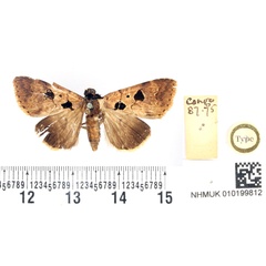 /filer/webapps/moths/media/images/A/atriplaga_Hypaetra_HT_BMNH.jpg