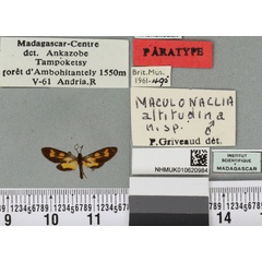 /filer/webapps/moths/media/images/A/altitudina_Maculonaclia_PTM_BMNHa.jpg