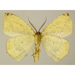 /filer/webapps/moths/media/images/D/dorcas_Epigynopteryx_AM_ZSMb.jpg