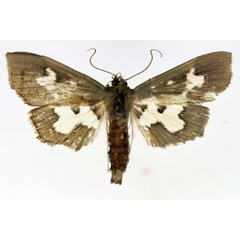 /filer/webapps/moths/media/images/D/dariusalis_Eporidia_AF_ISEA.jpg