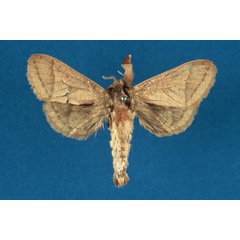 /filer/webapps/moths/media/images/R/rudolphi_Haberlandia_HT_RMCA.jpg