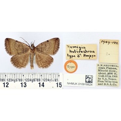 /filer/webapps/moths/media/images/H/heterochroa_Remigia_HT_BMNH.jpg