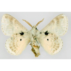 /filer/webapps/moths/media/images/A/aphrasta_Eucraera_HT_BMNH_02.jpg