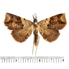 /filer/webapps/moths/media/images/A/atripunctata_Maxera_AF_BMNH_02.jpg