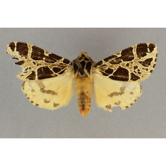 /filer/webapps/moths/media/images/C/costimacula_Kiriakoffalia_STM_BMNH.jpg