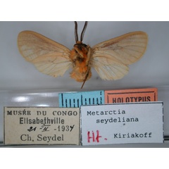 /filer/webapps/moths/media/images/S/seydeliana_Metarctia_HT_RMCA_02.jpg