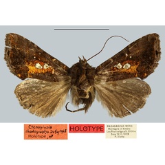 /filer/webapps/moths/media/images/R/rubronitens_Ctenoplusia_HT_MNHN.jpg
