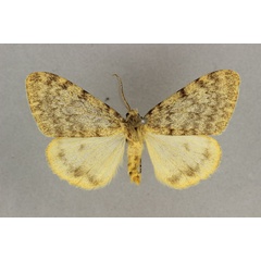 /filer/webapps/moths/media/images/L/leptopepla_Cymaroa_ST_BMNH.jpg