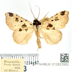 /filer/webapps/moths/media/images/D/disrupta_Marcipa_AM_BMNH.jpg