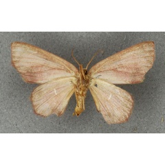 /filer/webapps/moths/media/images/N/nasuta_Chrysocraspeda_HT_BMNHb.jpg