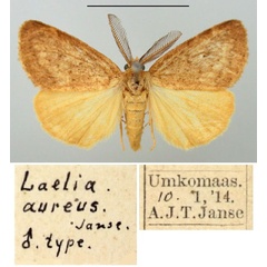 /filer/webapps/moths/media/images/A/aureus_Laelia_HT_TMSA.jpg