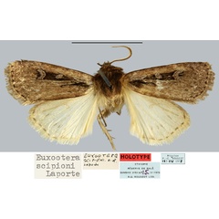 /filer/webapps/moths/media/images/S/scipioni_Euxootera_HT_MNHN.jpg