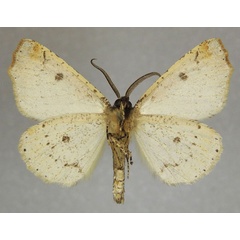 /filer/webapps/moths/media/images/A/aemoniaria_Odontopera_AM_ZSMb.jpg