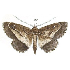 /filer/webapps/moths/media/images/F/fumipennis_Tatorinia_Felder_119_29.jpg