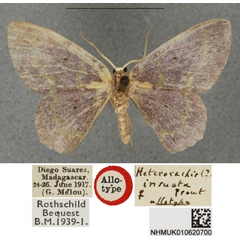 /filer/webapps/moths/media/images/I/insueta_Heterorachis_AT_BMNH.jpg