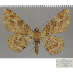 /filer/webapps/moths/media/images/Q/quadrimaculata_Cleora_AF_ZSM.jpg